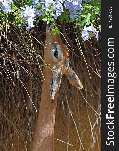 Female Gerenuk Eating With Flower Background