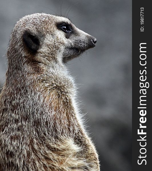 Close Up Profile Portrait of Meerkat