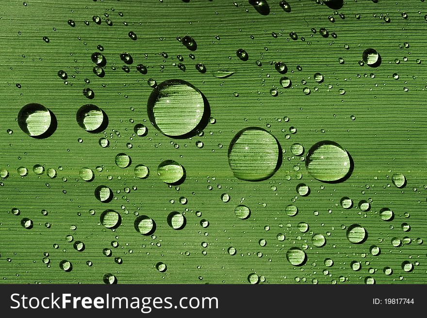 Fresh green leaf with water drops close up