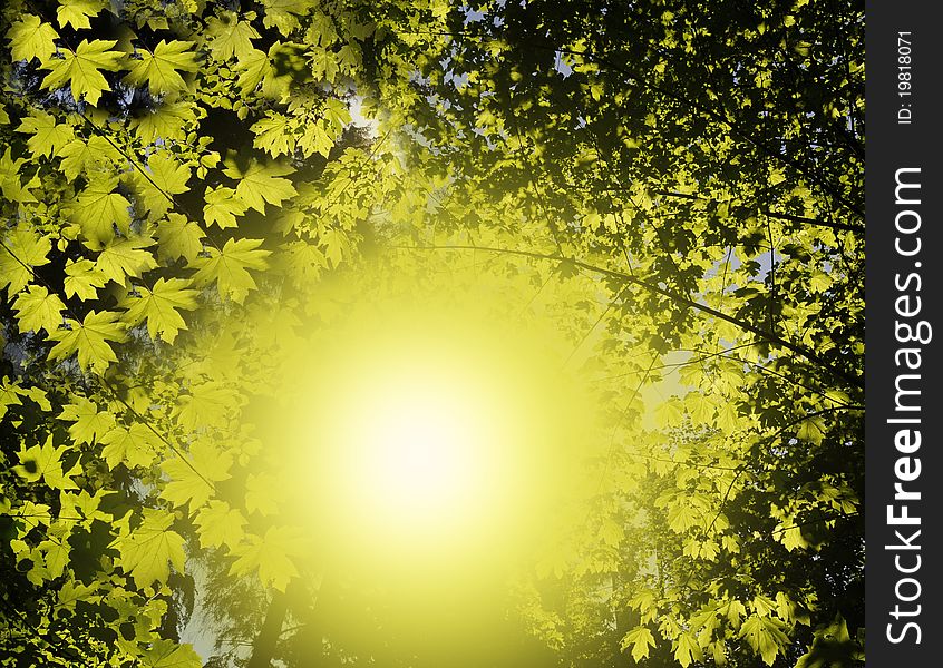 Sun In Forest