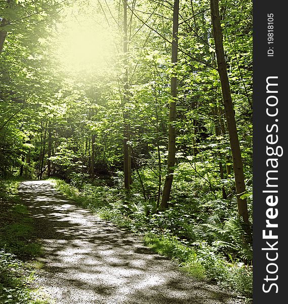 Path In Forest