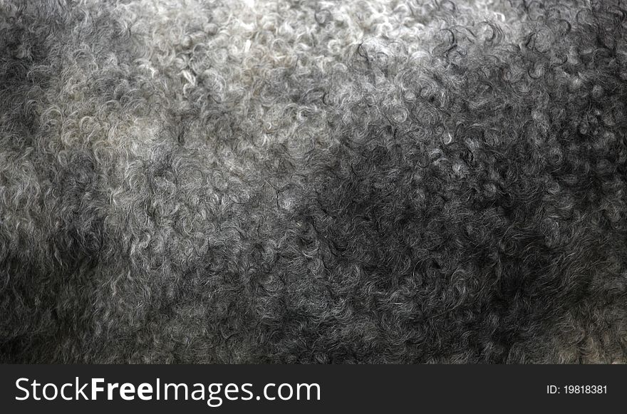 Curly wool from on sheep