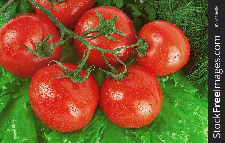 Ripe red tomatoes on salad leaves