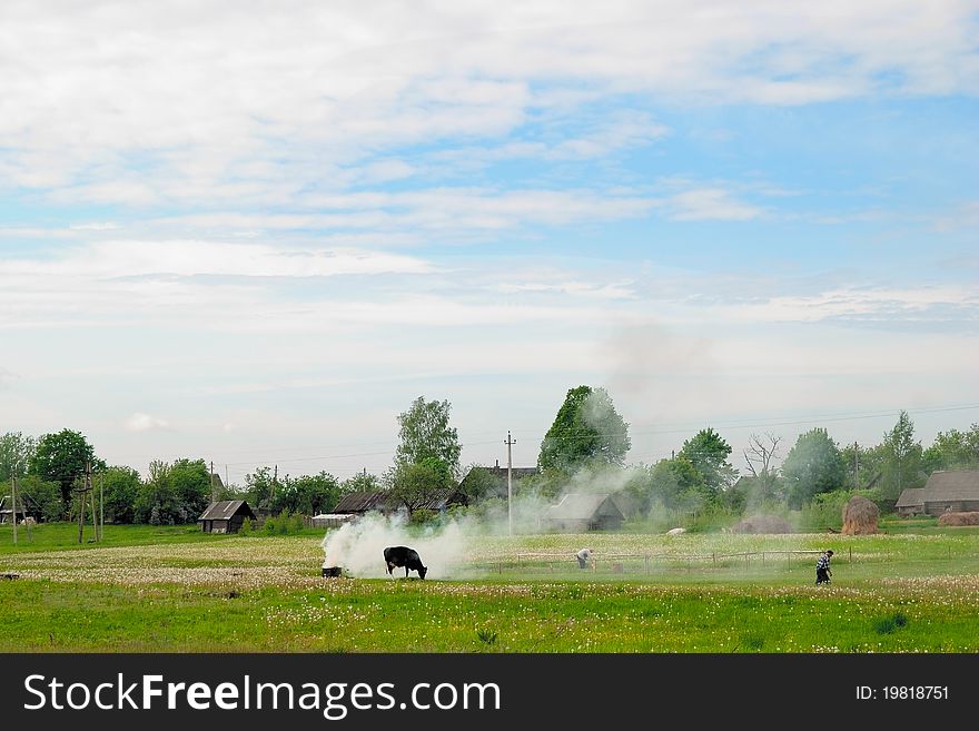 A beautiful landscape of farm with cow. A beautiful landscape of farm with cow
