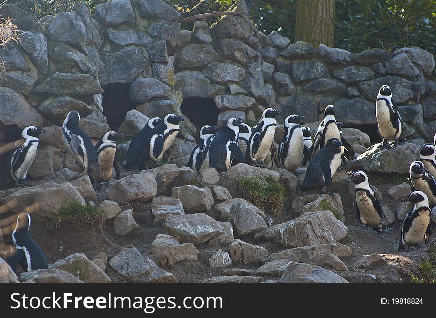 Bunch of penguins in a zoo