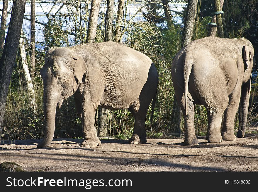 Two adult elephants in a zoo