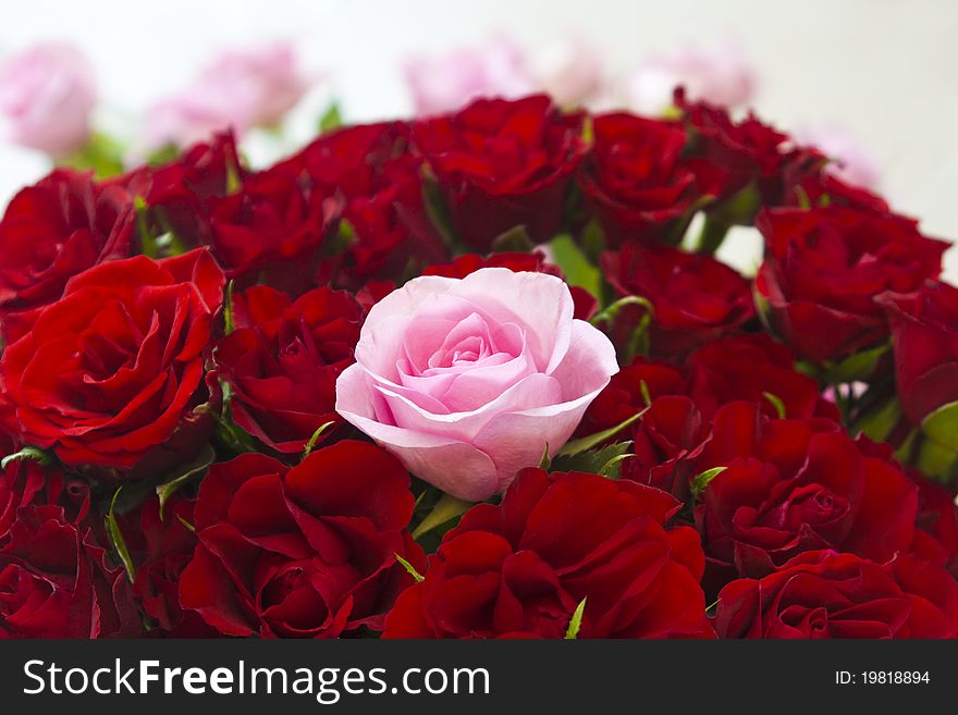 A pink rose in the middle of bunch of red roses in a big vase. A pink rose in the middle of bunch of red roses in a big vase