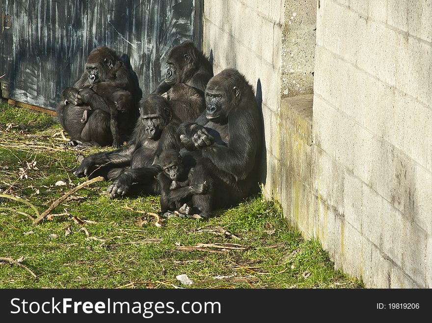 Bunch of gorillas and a baby gorilla in a zoo
