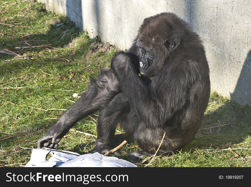 A gorilla eating paper in a zoo