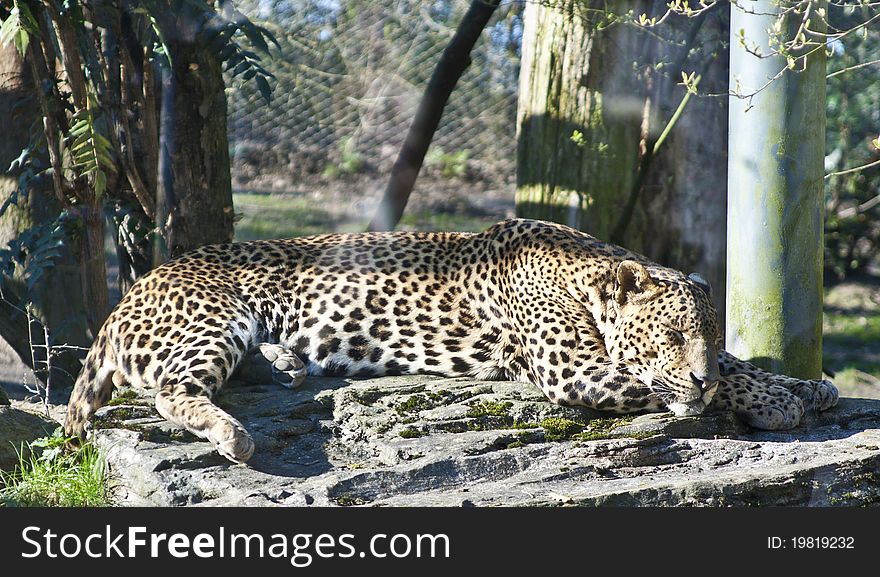 An adult leopard sleeping in a zoo