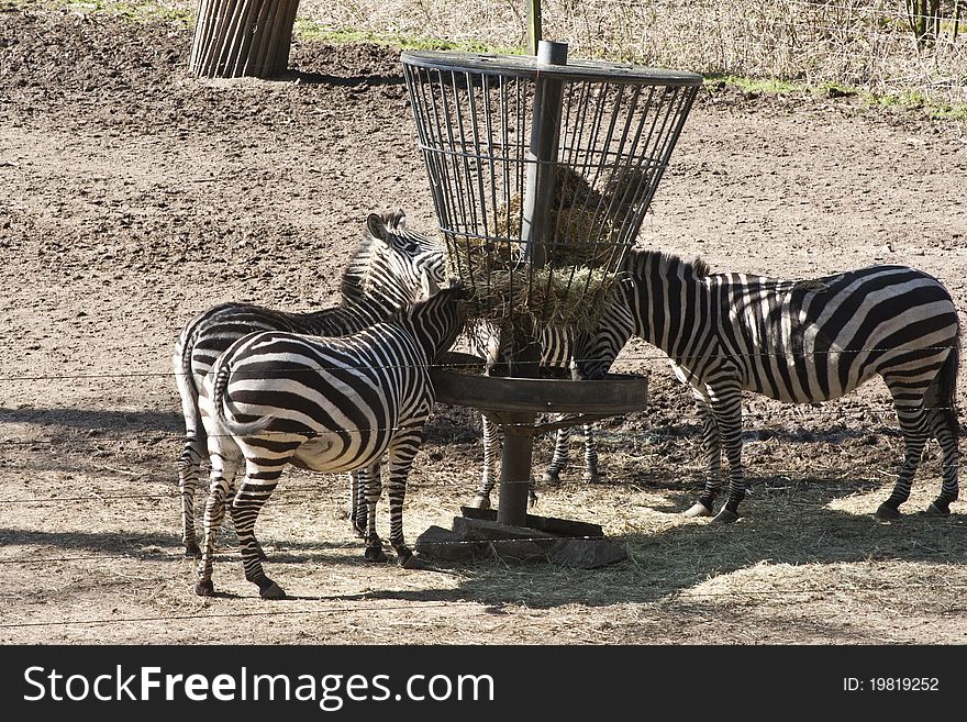 Bunch of zebras eating together