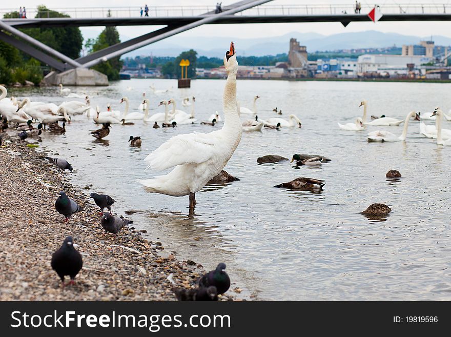 Swan gargling throat with water