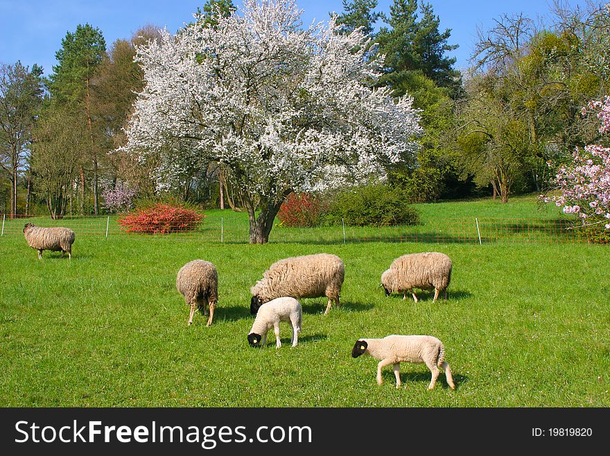 Schafe im FrÃ¼hling auf einer grÃ¼nen Wiese
