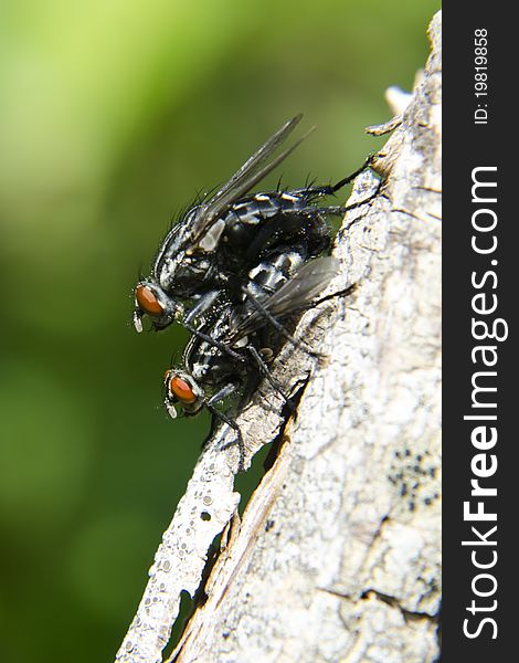 Flies mating above a plant