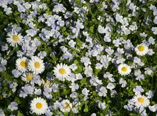 Small White Spring Daisies Royalty Free Stock Images Small White Spring Daisies Royalty Free Stock Images