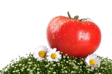 Fresh Tomato On A Green Grass Royalty Free Stock Photo Fresh Tomato On A Green Grass Royalty Free Stock Photo