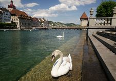 Lucerne Stock Photo Lucerne Stock Photo