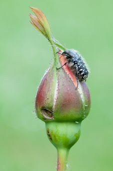 Chafer On A Rose Stock Photo Chafer On A Rose Stock Photo