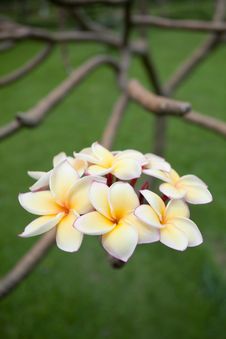 Plumeria Flowers Royalty Free Stock Photography Plumeria Flowers Royalty Free Stock Photography