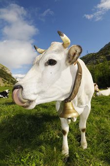Funny Cow Stock Images Funny Cow Stock Images