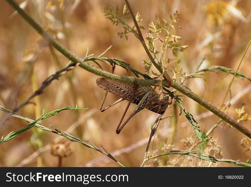 Locust On The Flower Stem Upside Down