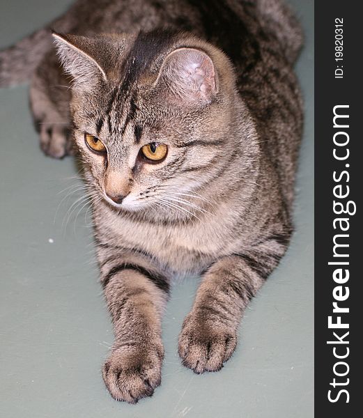 Face of domestic cat with stripes and nice whiskers. Face of domestic cat with stripes and nice whiskers