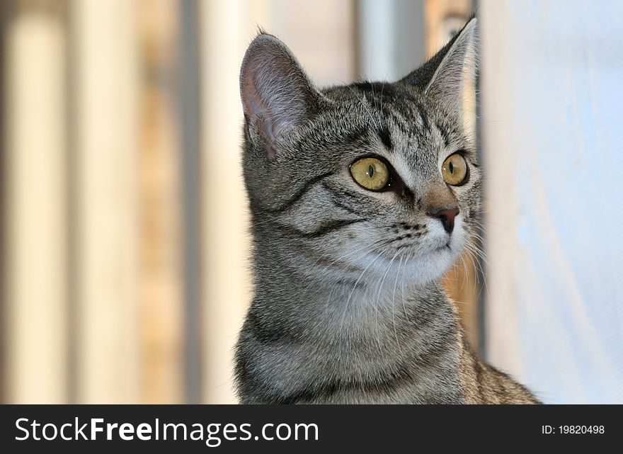 Face of domestic cat with stripes and nice whiskers. Face of domestic cat with stripes and nice whiskers