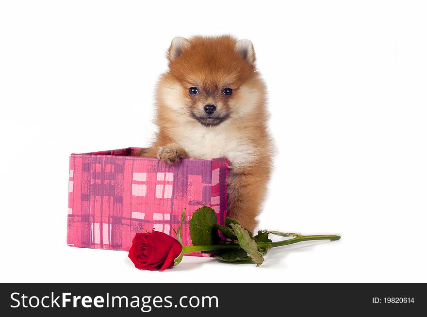 Sweet Pomeranian puppy present in gift box with red rose.