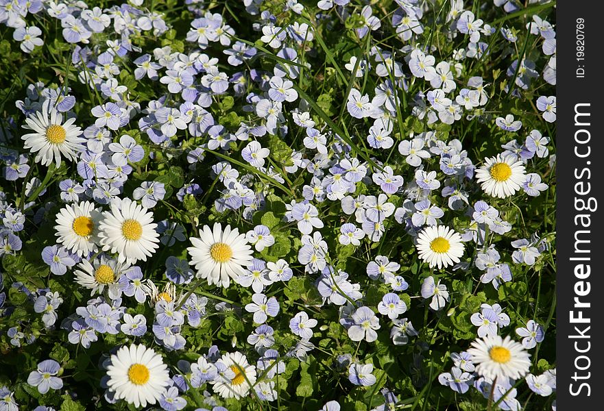 Small white spring daisies in meadow