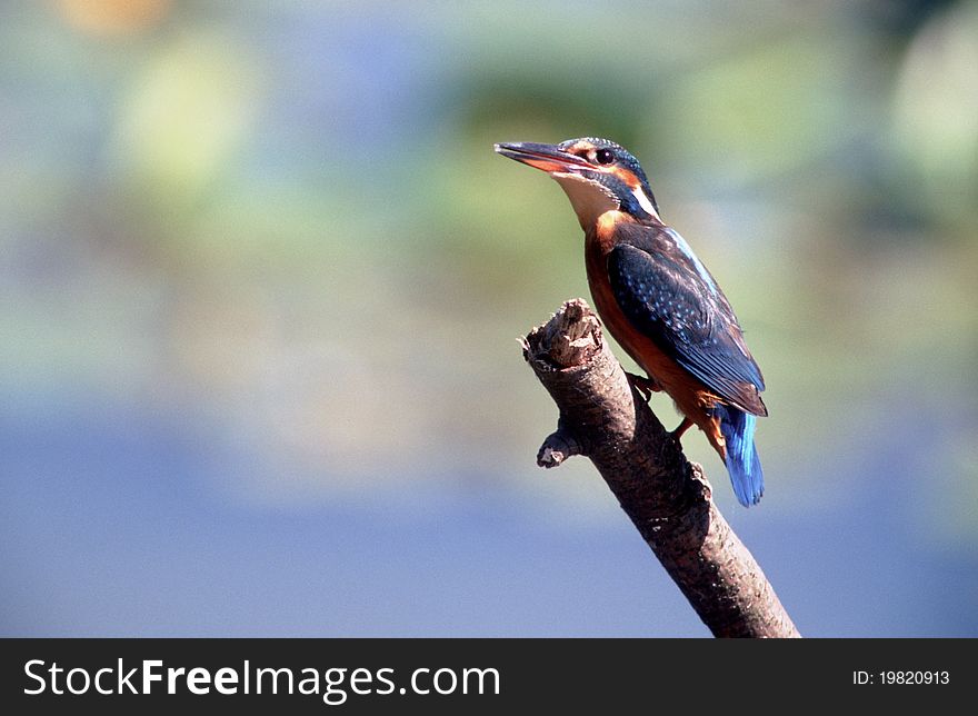 A kingfisher on a branch. Latin name : Alcedo atthis