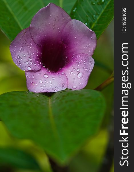 Beautiful pink flower after rainning