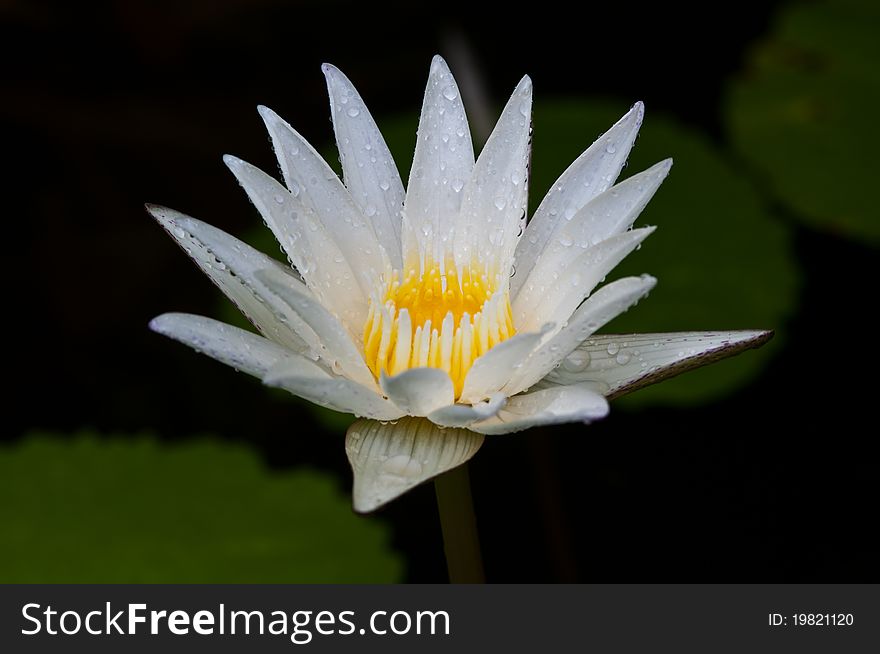 Beautiful raindrop on white lotus