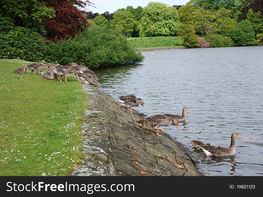 A group of geese enter a pond in Beveridge park, Kirkcaldy. A group of geese enter a pond in Beveridge park, Kirkcaldy