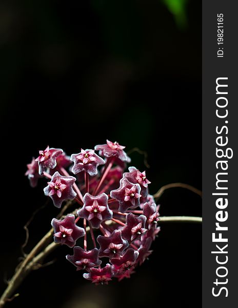 Beautiful flower with black background. Beautiful flower with black background