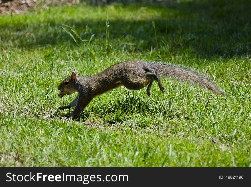 Gray running squirrel with nut