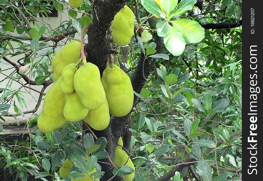 A bunch of Jackfruit on the tree in southern India