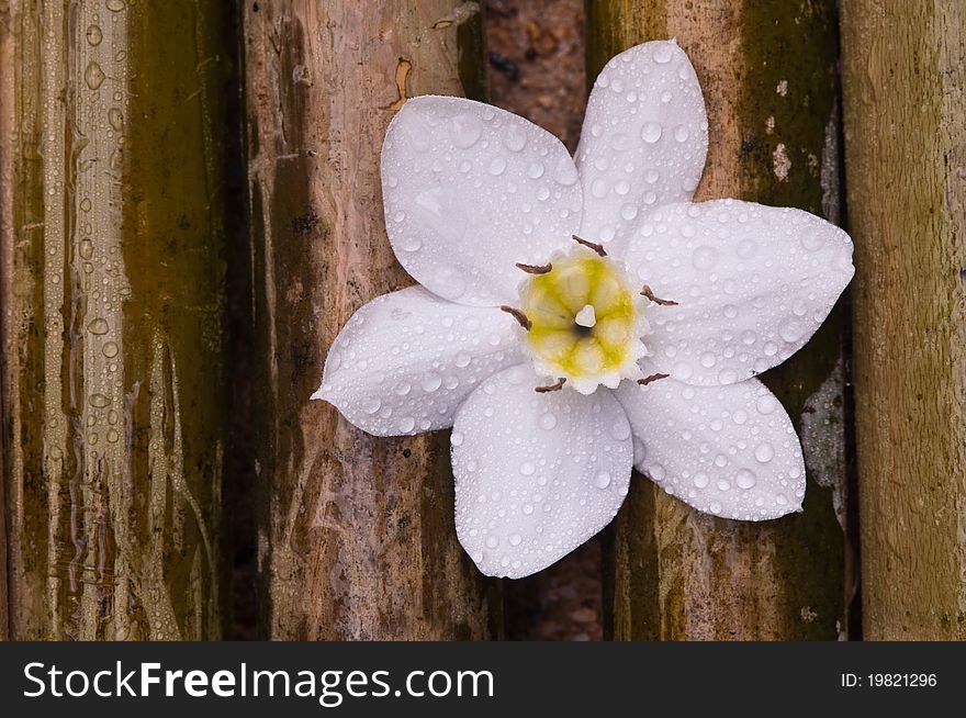Raindrop on amazon lily white flower on bamboo wood