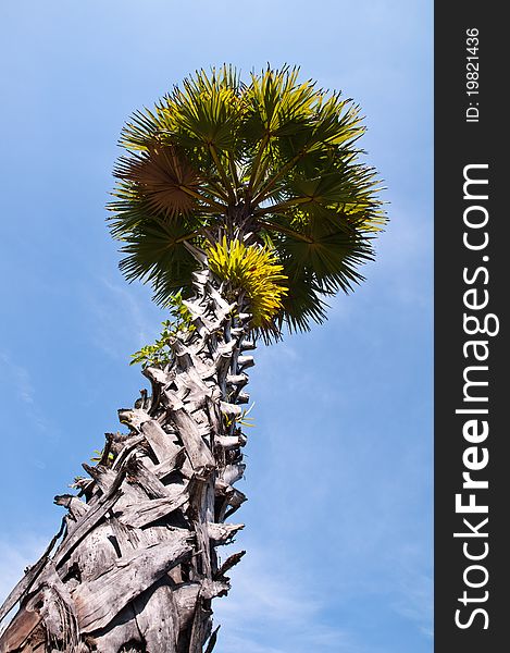 Big sugar palm tree with clear sky background
