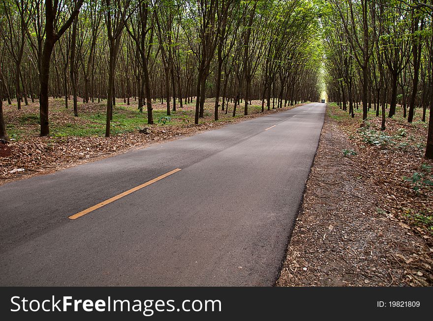Country road in rubber tree garden