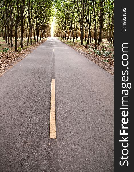 Country Road In Rubber Tree Garden