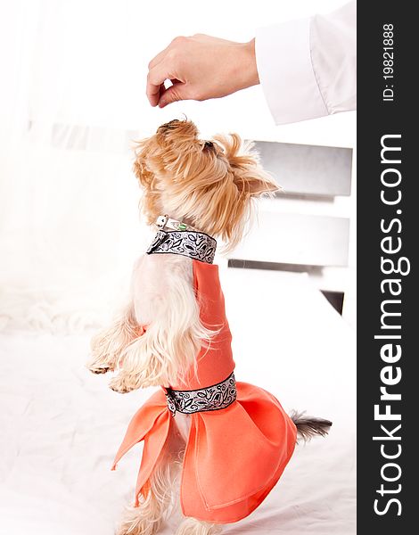 Yorkshire Terrier isolated on a white background