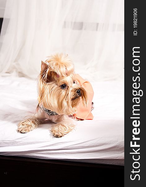 Yorkshire Terrier isolated on a white background