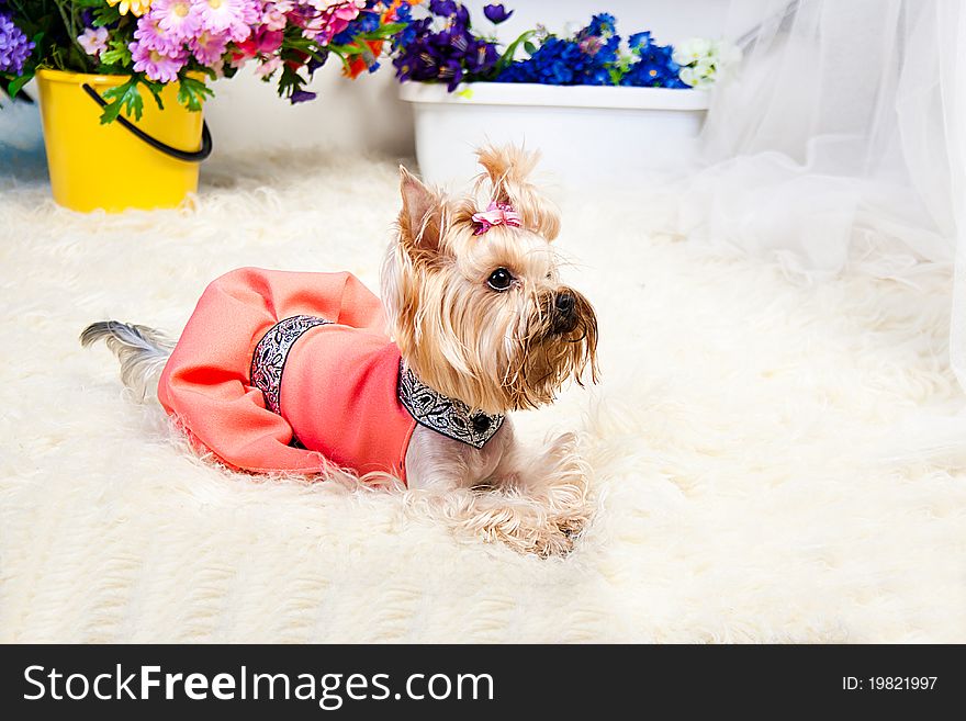 Yorkshire Terrier isolated on a white background