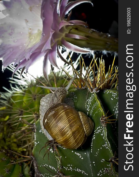 Brown snail on a green cactus watching a pink cactus flower. Brown snail on a green cactus watching a pink cactus flower