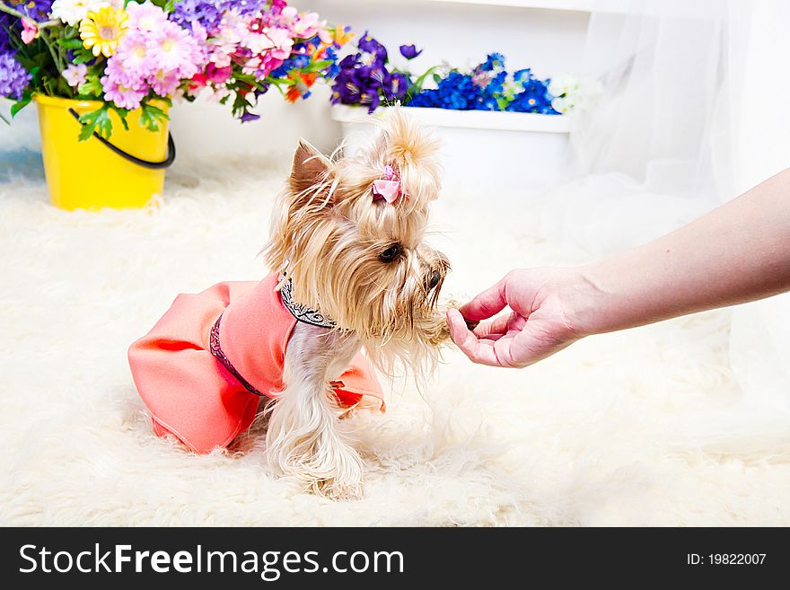 Yorkshire Terrier isolated on a white background