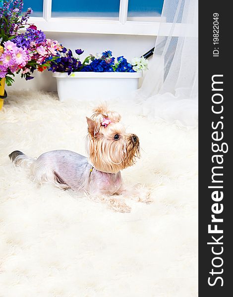 Yorkshire Terrier isolated on a white background