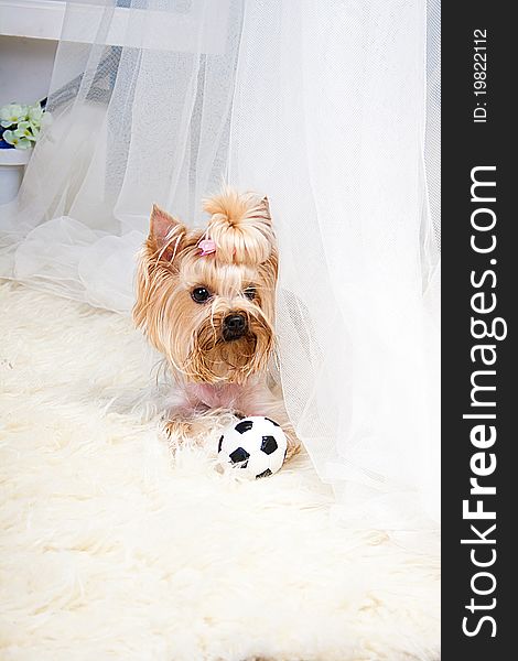 Yorkshire Terrier isolated on a white background