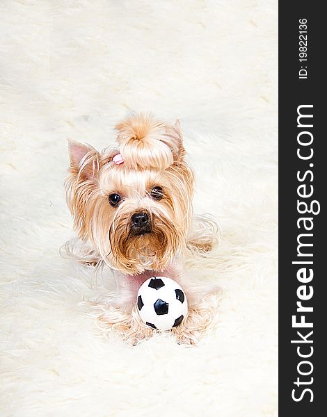 Yorkshire Terrier isolated on a white background