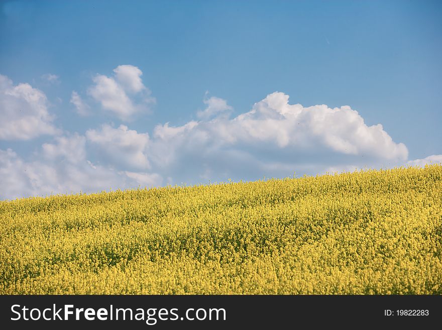 Flowers of oil in field with blue sky and clouds. Flowers of oil in field with blue sky and clouds.