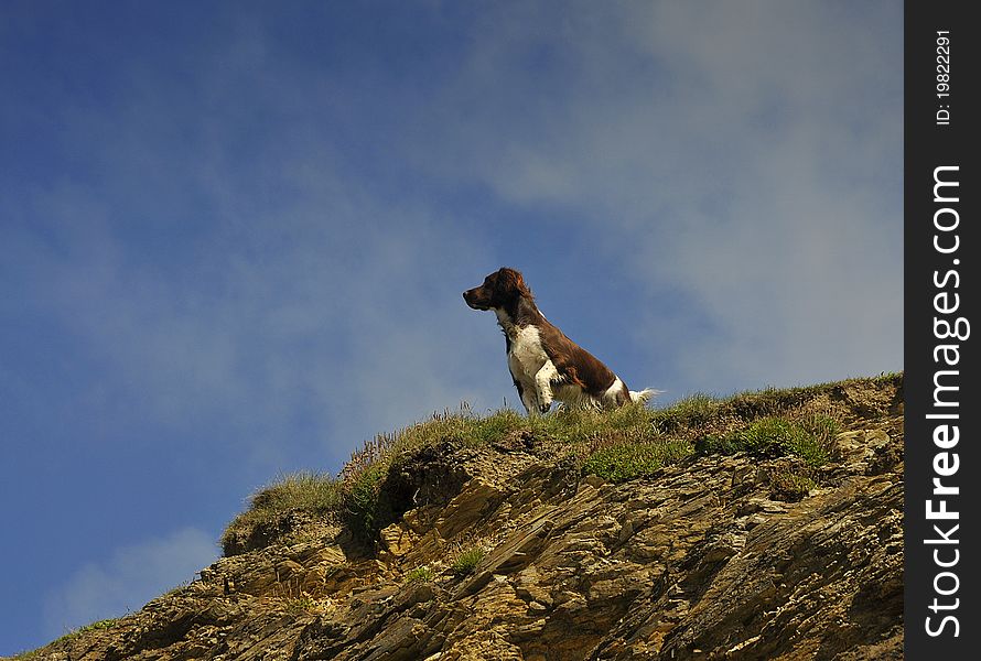 Shot of a pointing english springer spaniel in an elevated location